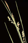 Rigid sedge